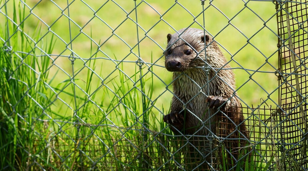 At the British Wildlife Centre, Newchapel, Surrey, 'Grace' waits for food whilst the Keeper's talk takes place in the adjacent enclosure.
