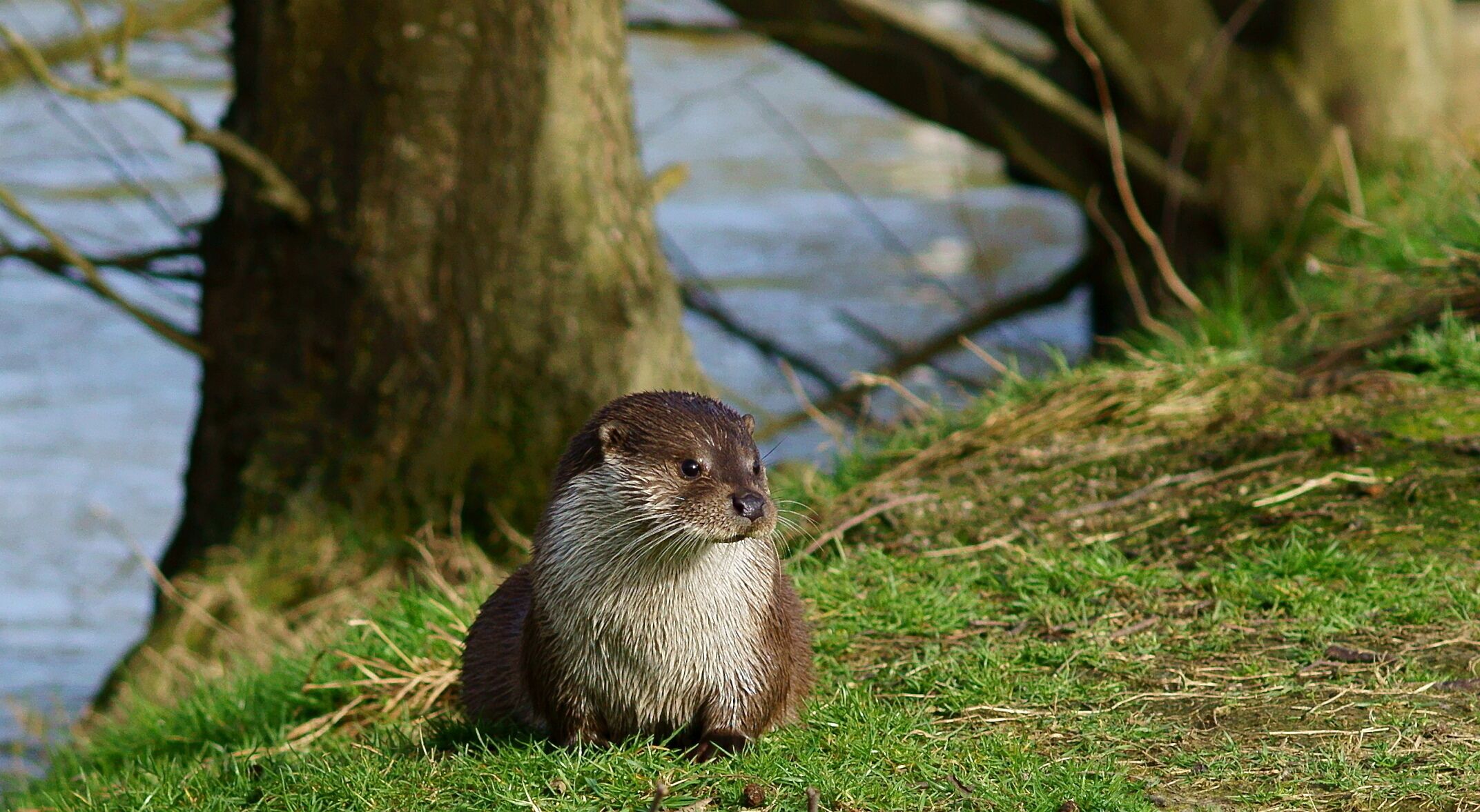 At the British Wildlife Centre, Newchapel, Surrey, 'Emmy' relaxes in her enclosure. She had just been fed, but was wondering whether more food was imminent.