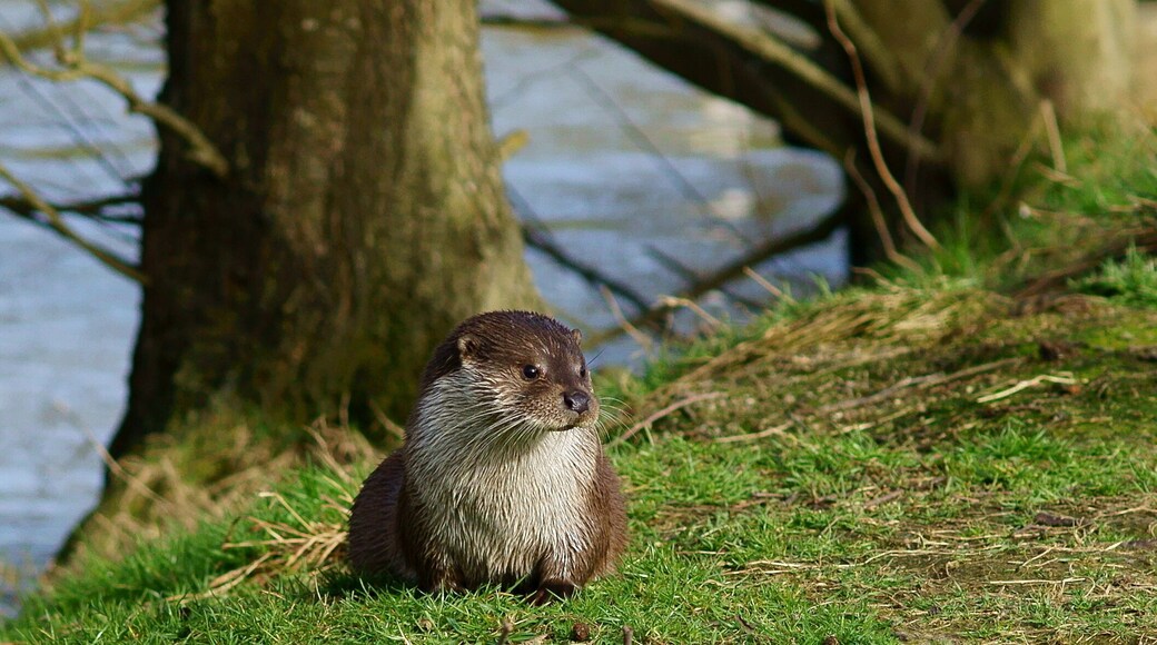 At the British Wildlife Centre, Newchapel, Surrey, 'Emmy' relaxes in her enclosure. She had just been fed, but was wondering whether more food was imminent.