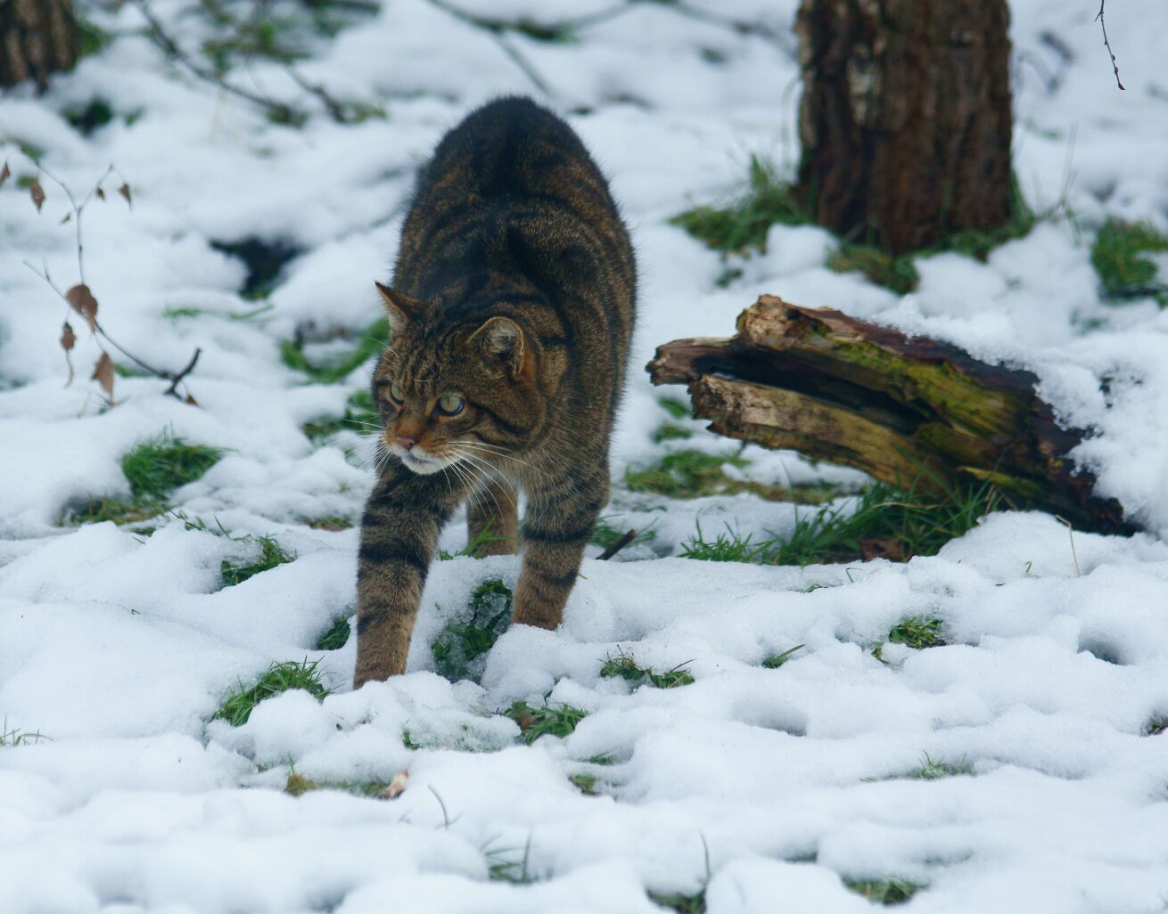 'Kendra' paces forward, in search of food.