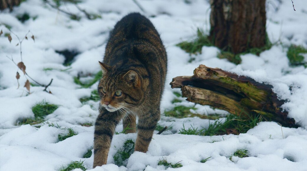 'Kendra' paces forward, in search of food.