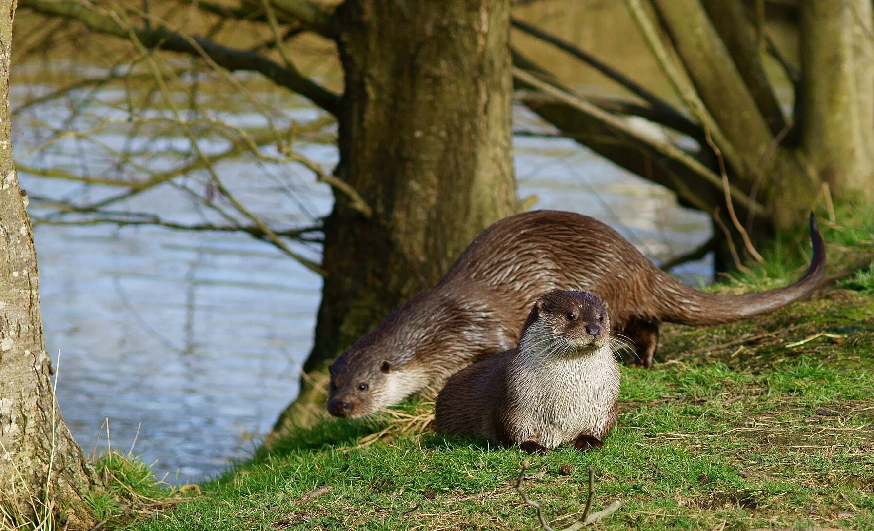 At the British Wildlife Centre, Newchapel, Surrey, 'Emmy' rests, whilst 'Tamar' sneaks behind.