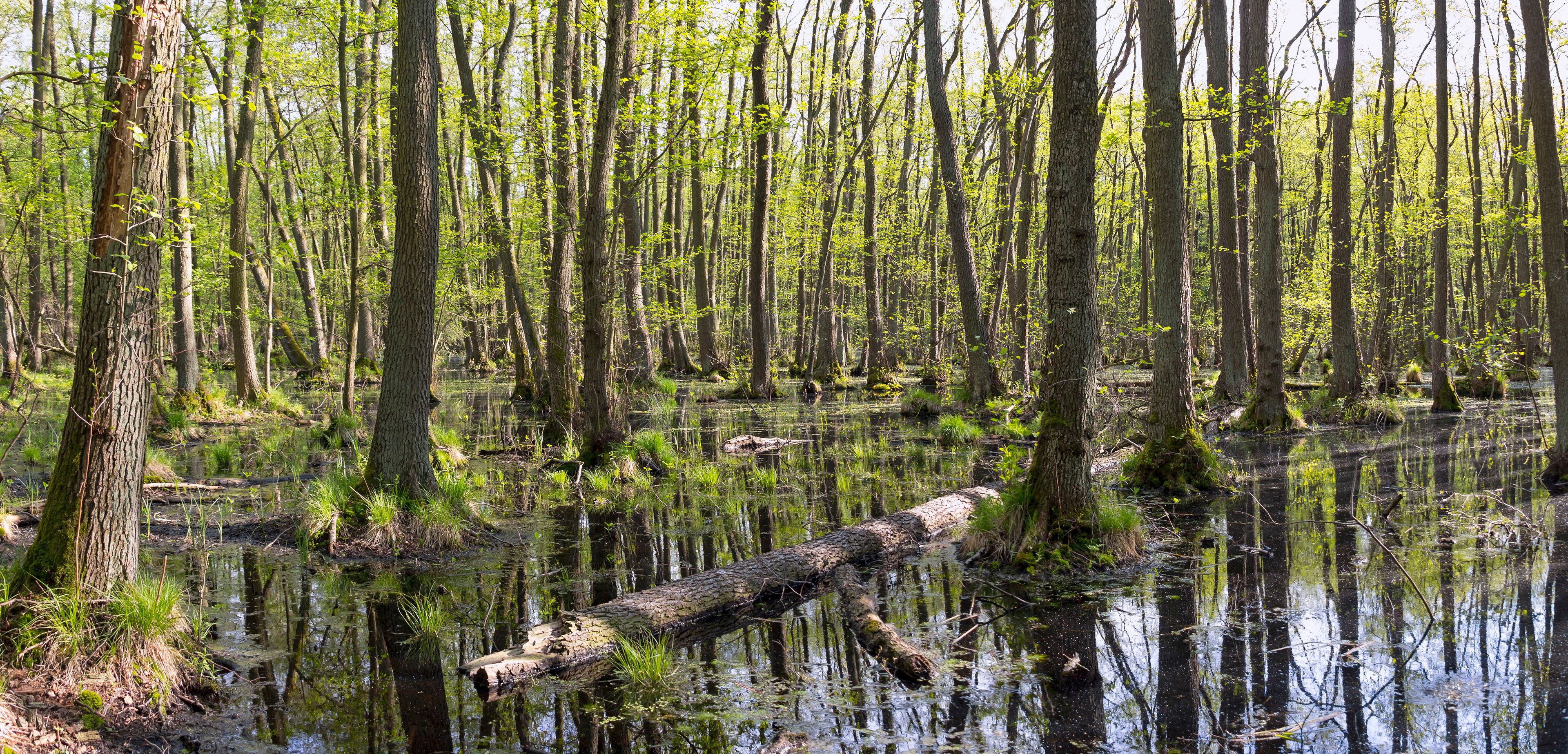 Ein sumpfiges Waldstück mit hohen Bäumen und einem umgestürzten Baumstamm im Wasser.