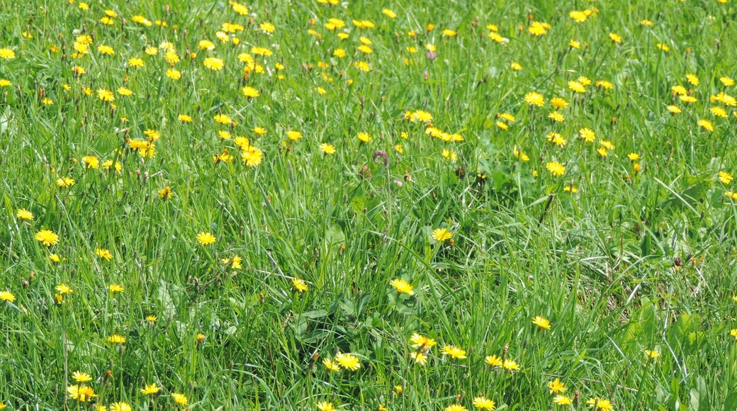 Farbtupfer auf der Kuhweide....