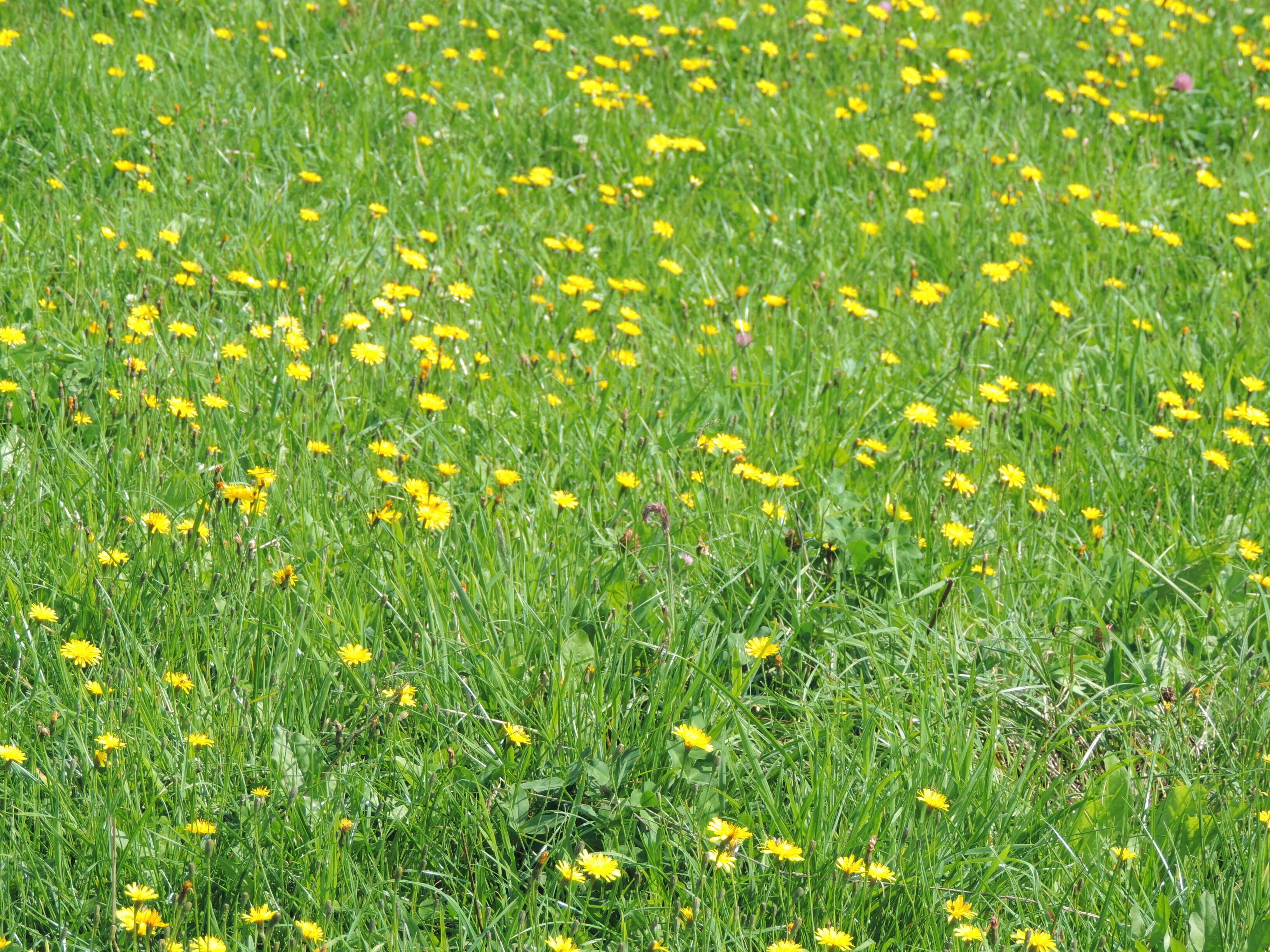 A field of yellow flowers with green grass.