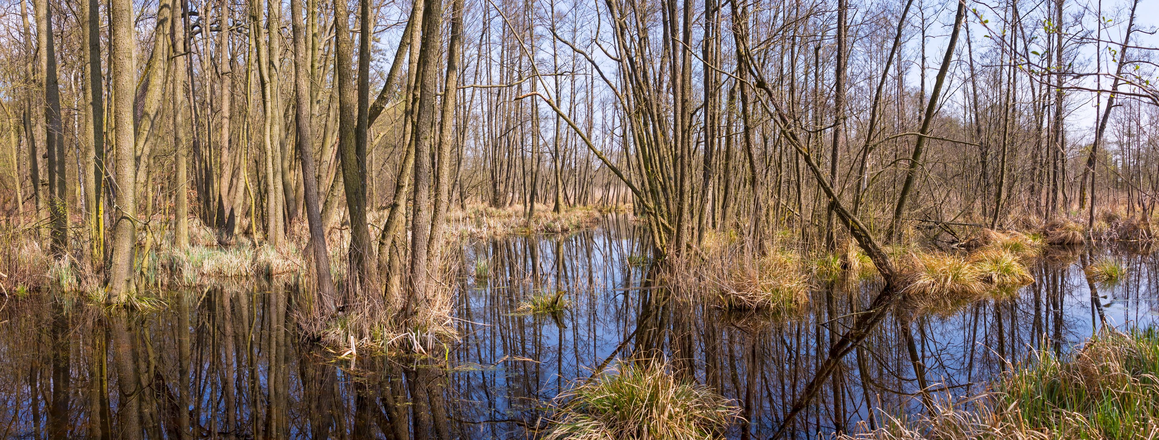 A swampy area with tall trees and a calm water body reflecting the surroundings.