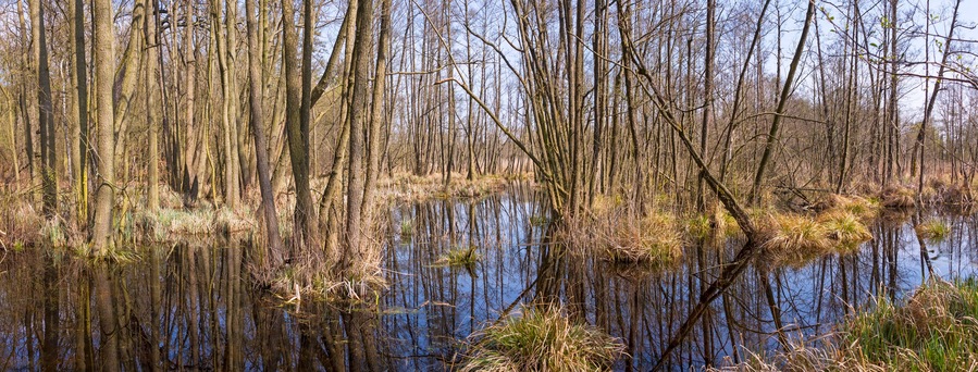A swampy area with tall trees and a calm water body reflecting the surroundings.