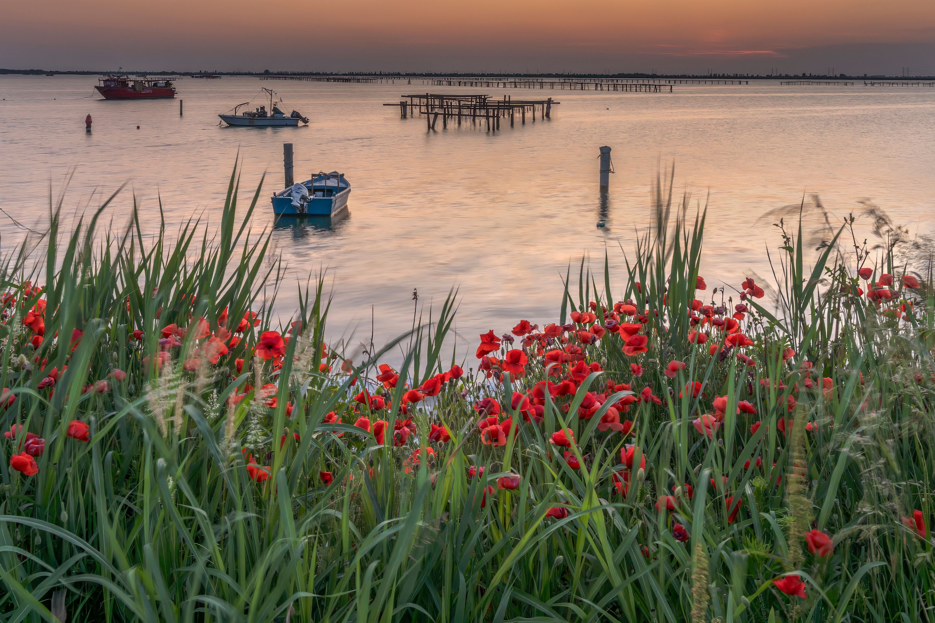 A calm river with boats, a pier, and a field of red poppies in the foreground.