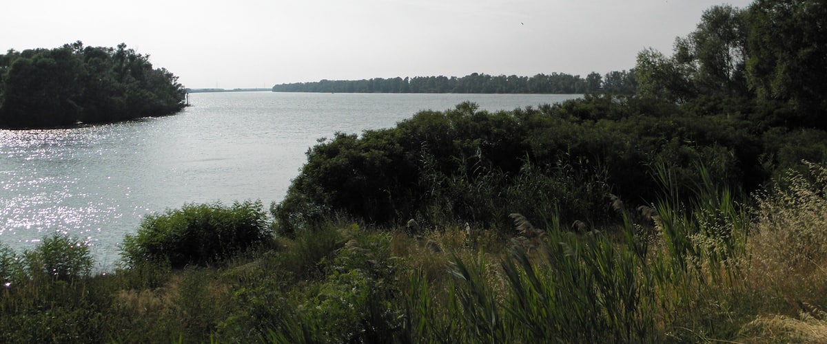 A calm river with dense greenery on the banks and a distant tree-covered island.