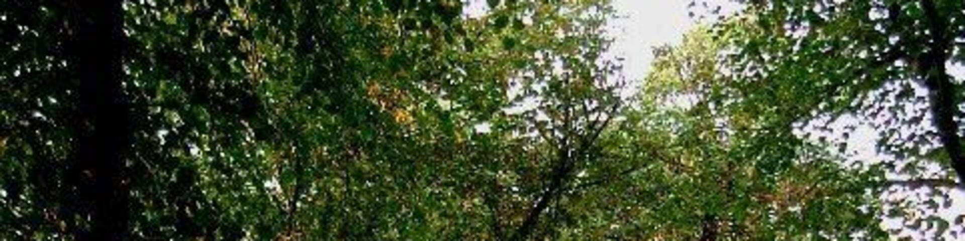 Goodmayes Park. Goodmayes Park is in two distinct halves to the north of Mayesbrook Road it is ornamental and to the south it is given over to sports fields. This picture was taken from the south west corner of the ornamental park.