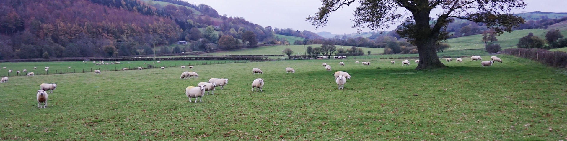 Sheep grazing in the Mule valley