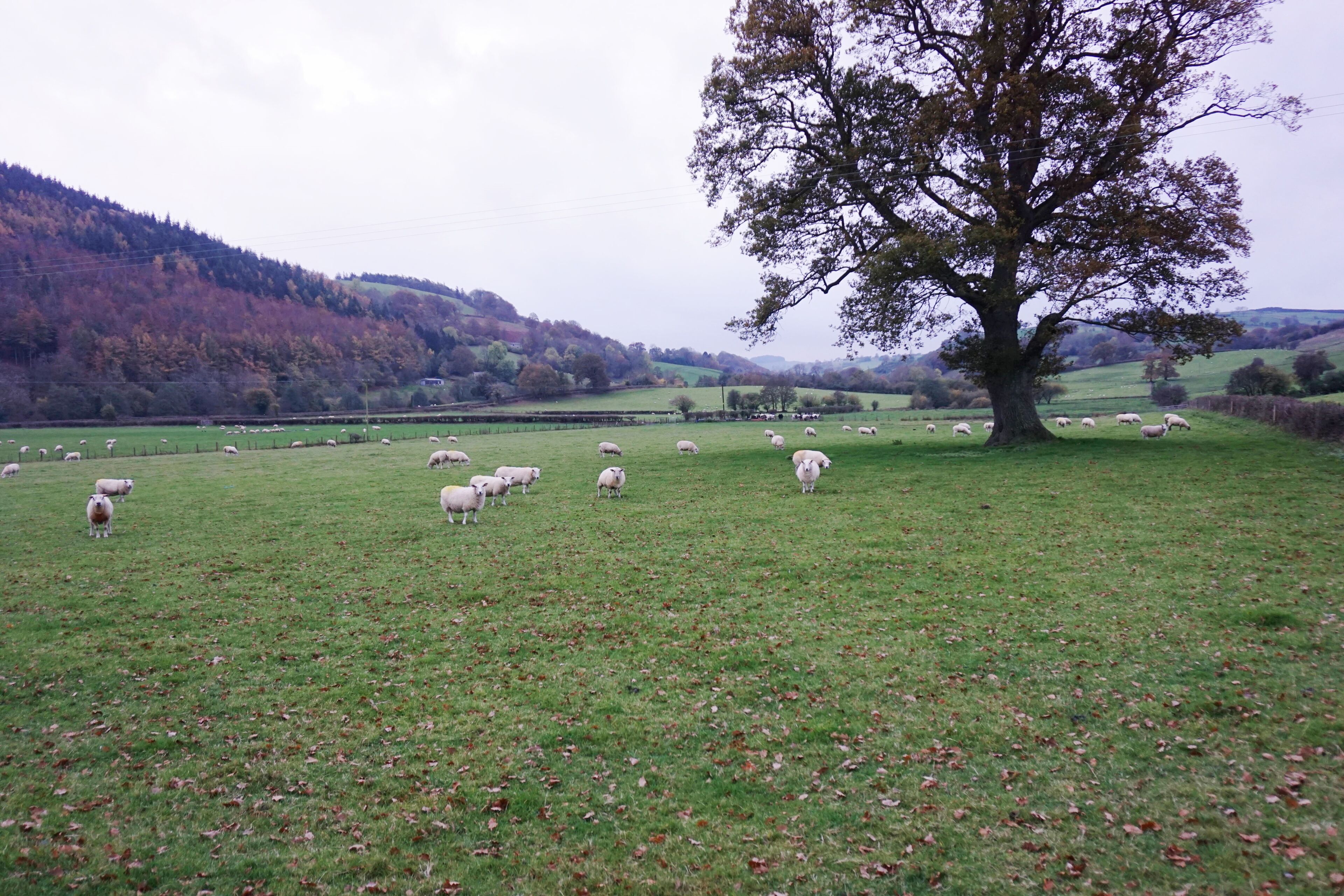 A grassy field with sheep grazing, a large tree, and hills in the background.