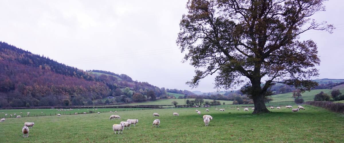 A grassy field with sheep grazing, a large tree, and hills in the background.