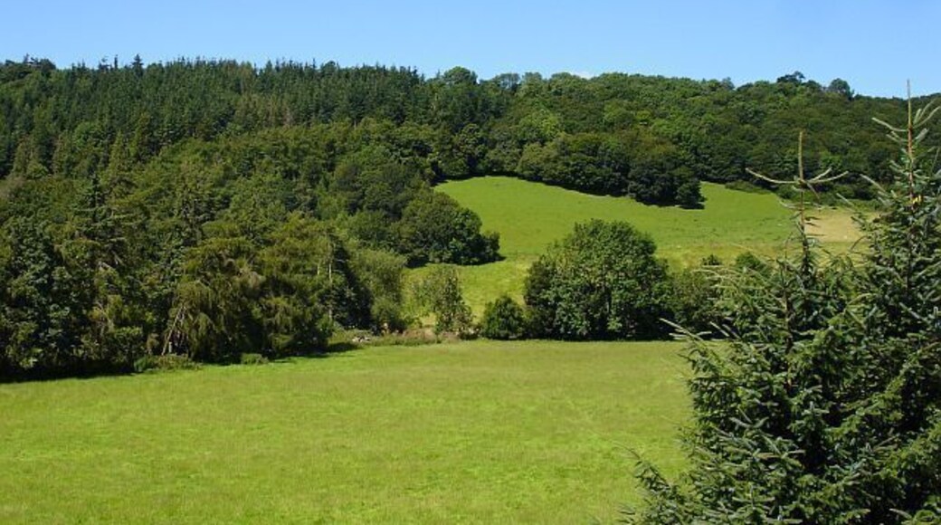 Dolforgan Wood The wooded slope behind Dolforgan Hall, seen from the churchyard.