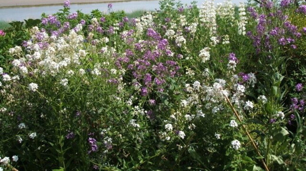 Phlox on the bank of the Wyre