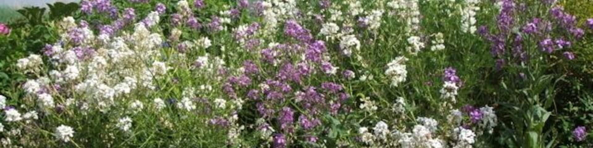 Phlox on the bank of the Wyre