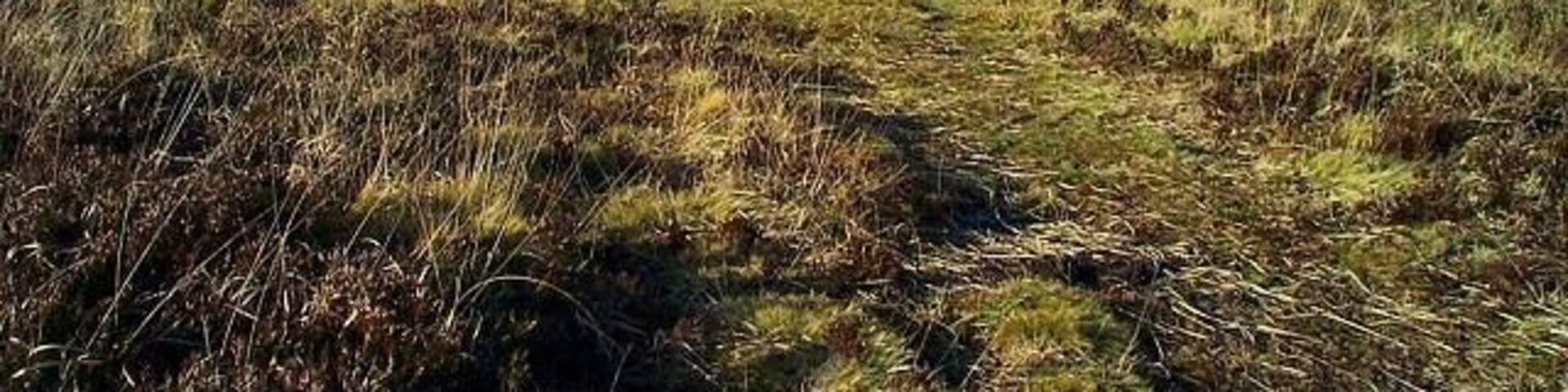 Stone circle - Dartmoor. The stone circle (SX 633897) near to White Moor Stone.