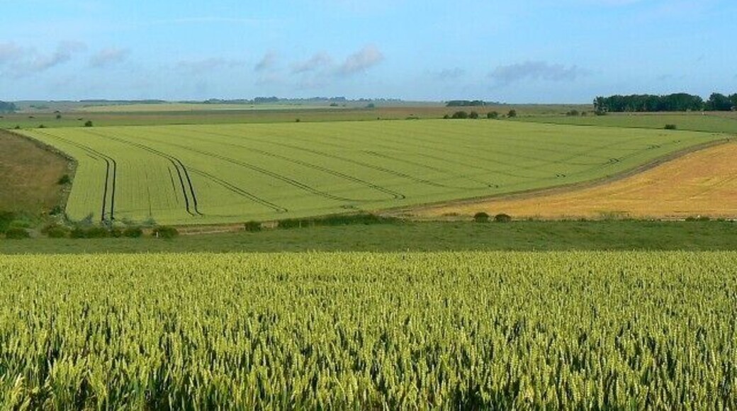 Farmland north of Westdown Camp Wheat, and more wheat.
