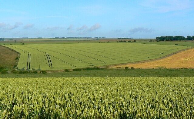 A vast wheat field with rows of crops under a clear sky.