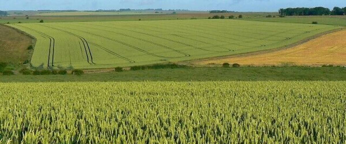 A vast wheat field with rows of crops under a clear sky.