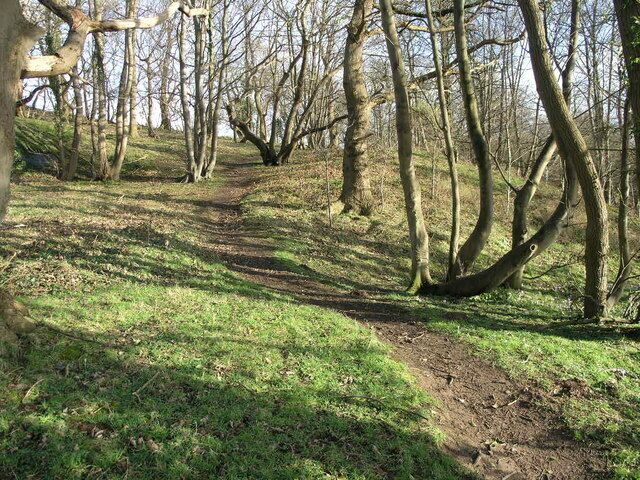 Path to Newton This footpath leads through this narrow strip of woodland to Newton on the Hill.