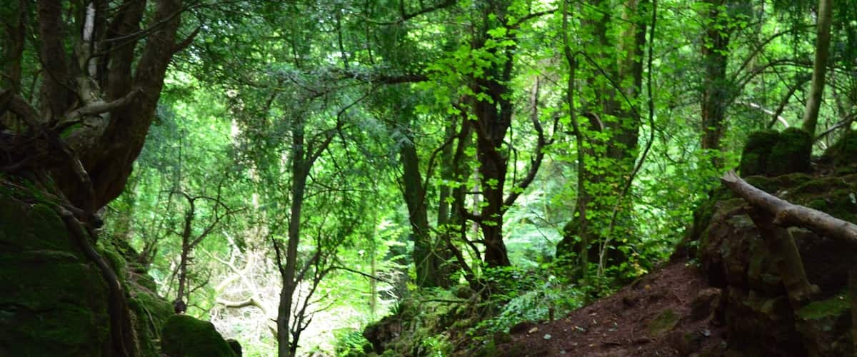 Amazing natural place to visit in the Forest of Dean. Several movies have been filmed here inc Harry Potter