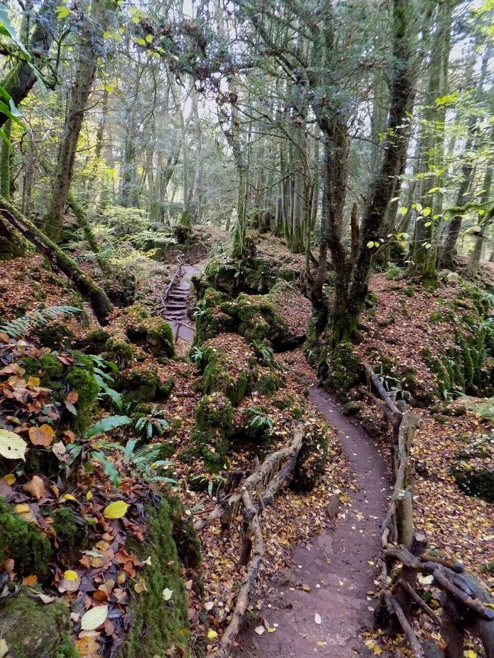 Puzzlewood, Gloucestershire, England, UK.

#UK #UnitedKingdom #GreatBritain #England #GetOutside #Outdoors #Nature #MotherNature #Explore #Adventure #Autumn #Fall #Hiking #Walking #ForestOfDean #WyeValley #ForestryCommision #AONB