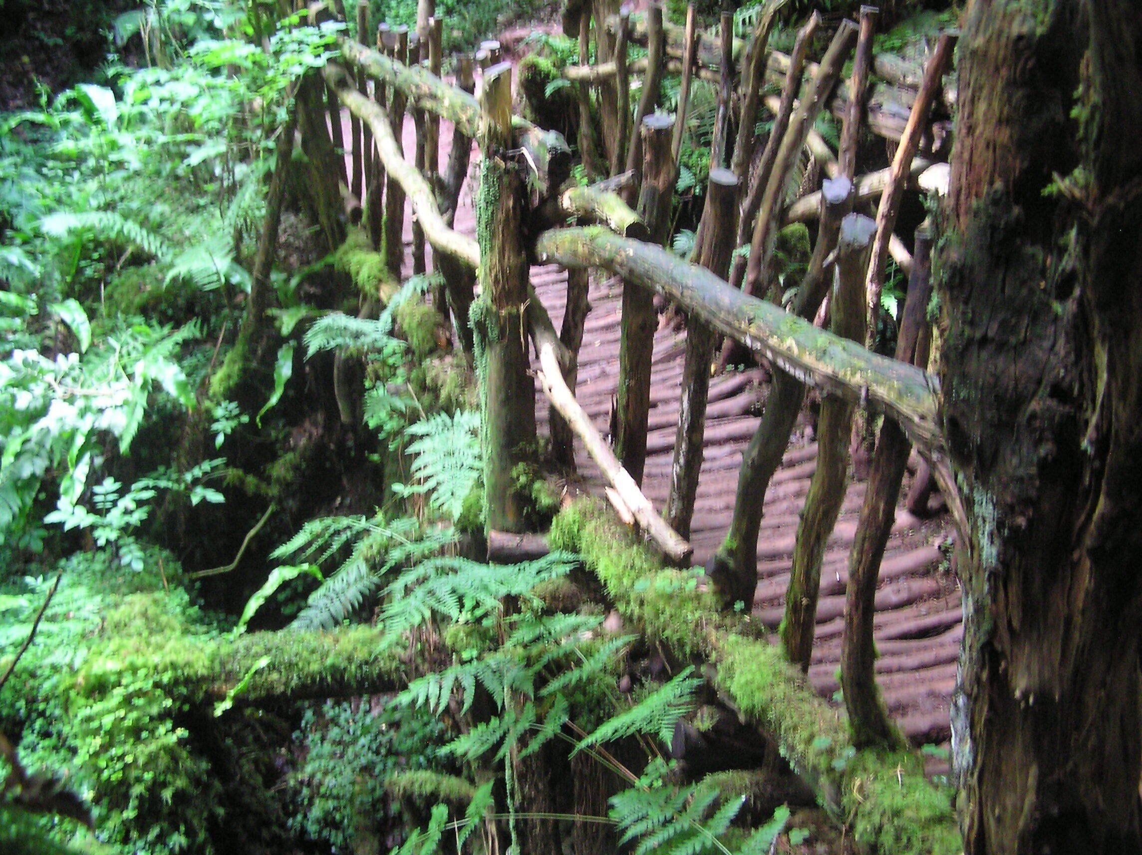 Rickerty bridge in Puzzlewood - July 2011