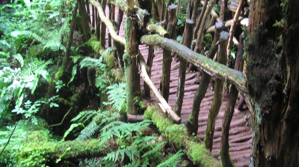 Rickerty bridge in Puzzlewood - July 2011