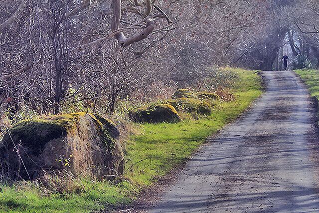 A narrow rural road flanked by trees and large rocks.