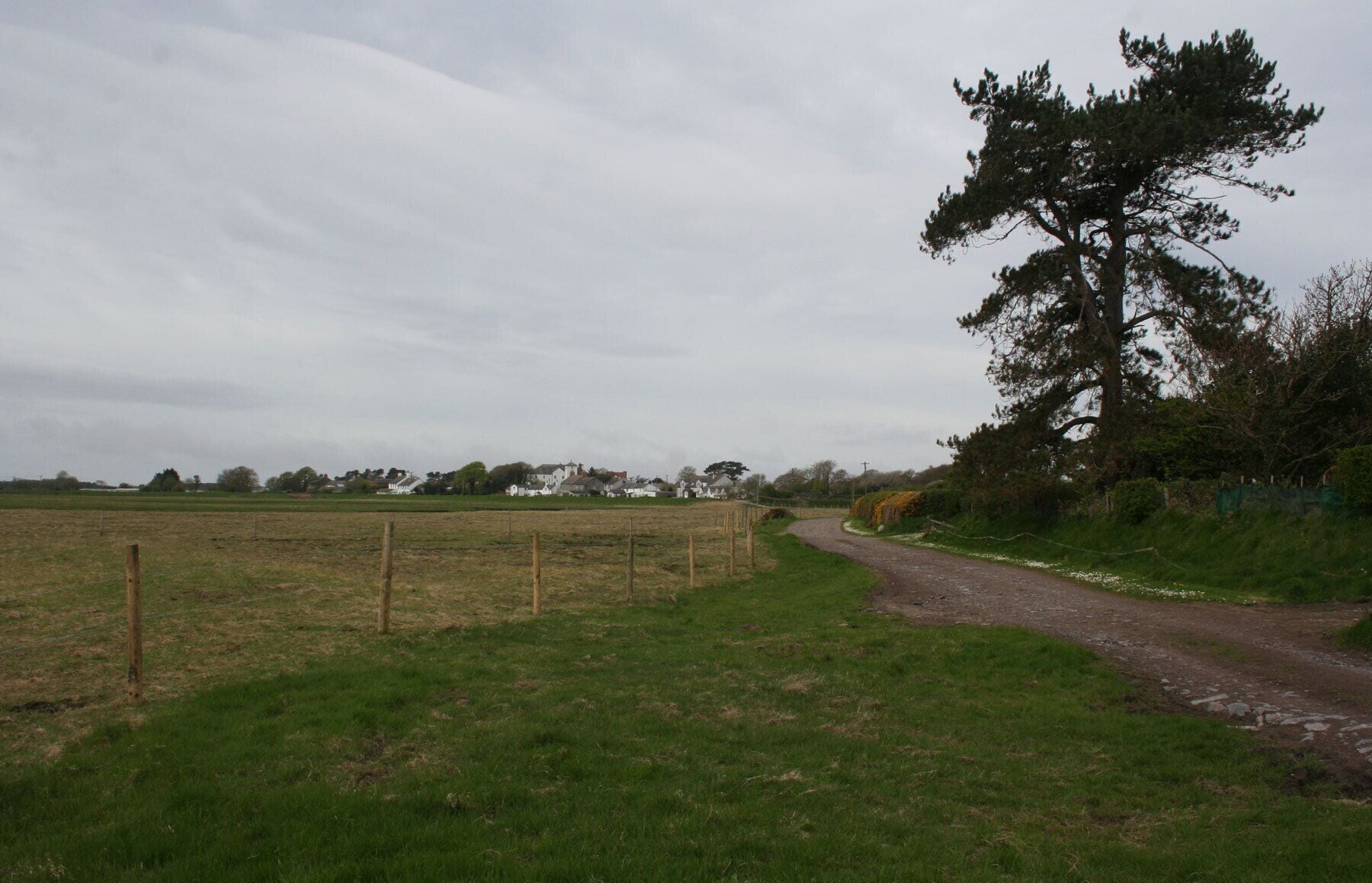 A rural road curving through a field with a large tree on the right and houses in the distance.