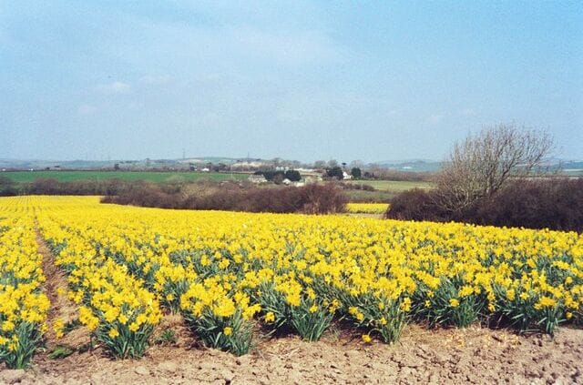 View of 'Leeches' with Daffodils. This field has a new owner and is now used for grass cropping for Silage.