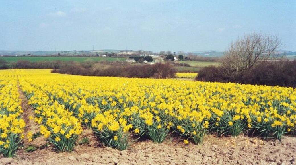 View of 'Leeches' with Daffodils. This field has a new owner and is now used for grass cropping for Silage.