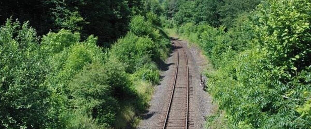 A railway track surrounded by dense green foliage.