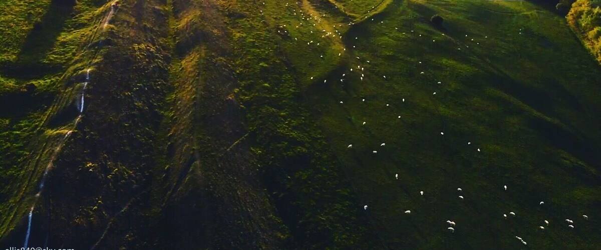 Rolling hills, a valley, and scattered sheep.