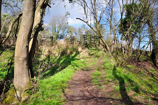 A forested path with a dirt trail, surrounded by trees and grass.