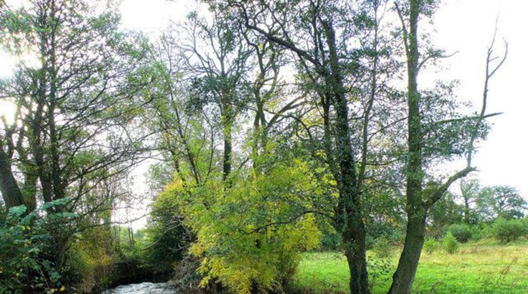 Afon Honddu, Pandy Seen here just before it joins the River Monnow.