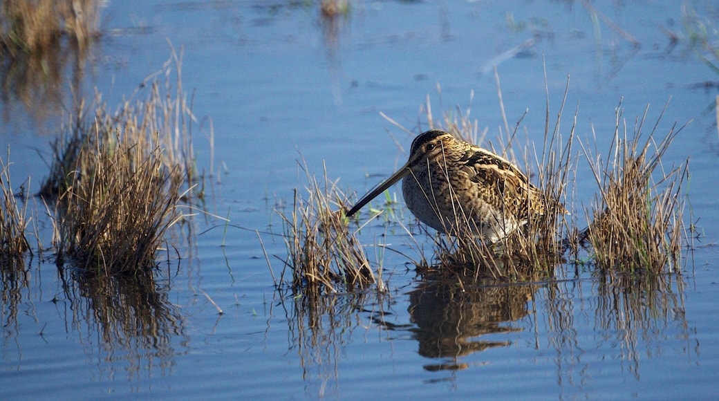 Heavy rain overnight in addition to the thawing snow resulted in lots of floods this morning. After several diversions I managed to make my way to the RSPB reserves at Weymouth. This Snipe thinks I can't see it. RSPB Lodmoor.