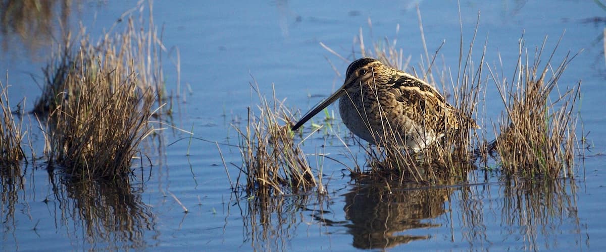 Heavy rain overnight in addition to the thawing snow resulted in lots of floods this morning. After several diversions I managed to make my way to the RSPB reserves at Weymouth. This Snipe thinks I can't see it. RSPB Lodmoor.