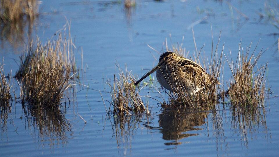 Heavy rain overnight in addition to the thawing snow resulted in lots of floods this morning. After several diversions I managed to make my way to the RSPB reserves at Weymouth. This Snipe thinks I can't see it. RSPB Lodmoor.