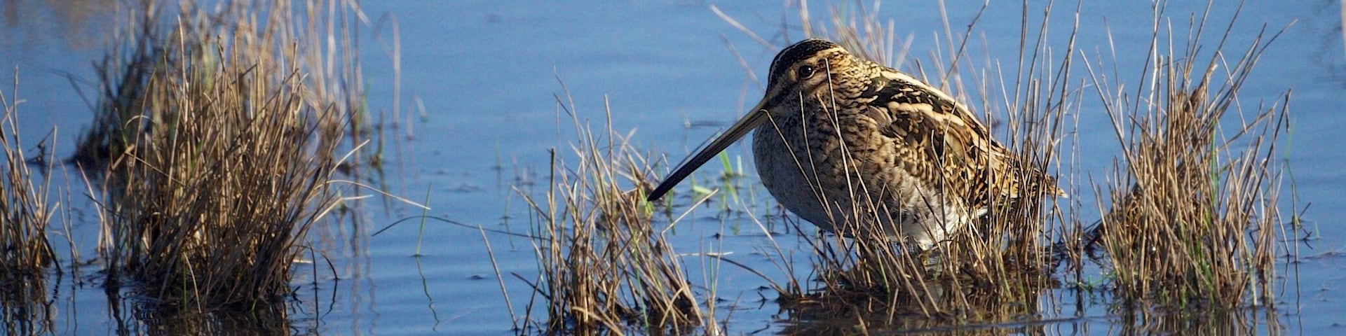 Heavy rain overnight in addition to the thawing snow resulted in lots of floods this morning. After several diversions I managed to make my way to the RSPB reserves at Weymouth. This Snipe thinks I can't see it. RSPB Lodmoor.