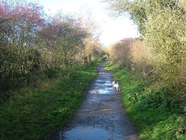 Autumn sun on the dismantled railway Behind The Croft, Measham, the Ivanhoe Trail runs towards Donisthorpe. Formerly the Ashby and Nuneaton joint railway it ran alongside the Ashby Canal briefly at this point. The railway company bought out the canal company to stifle its competition in carrying black gold (coal) from the pits at Donisthorpe and Moira. Ironically whilst the railway is no more, the canal survived in part and is the subject of an ambitious restoration scheme which will see it steal some of the railway bed for its slightly revised route.