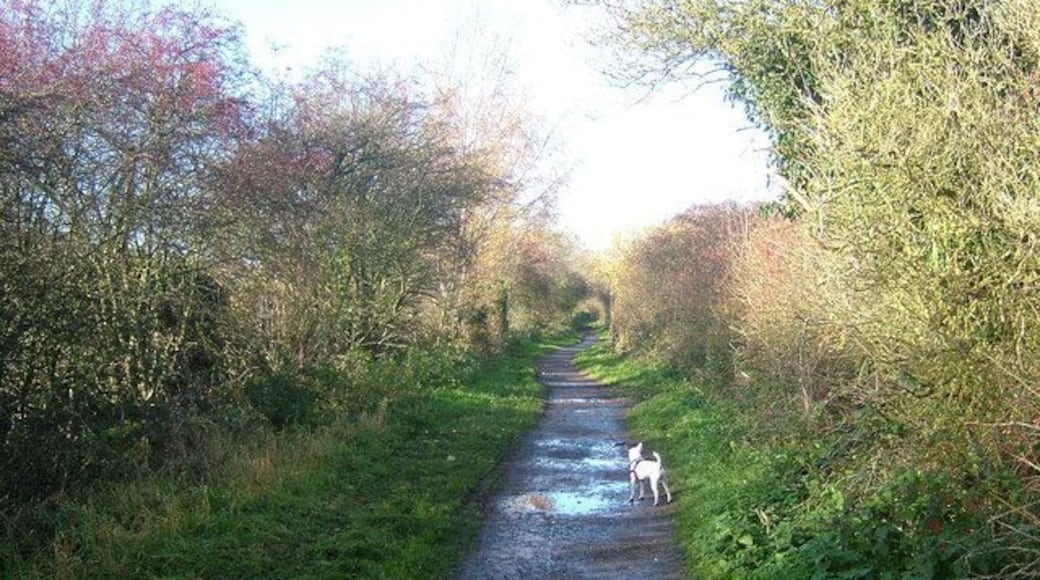 Autumn sun on the dismantled railway Behind The Croft, Measham, the Ivanhoe Trail runs towards Donisthorpe. Formerly the Ashby and Nuneaton joint railway it ran alongside the Ashby Canal briefly at this point. The railway company bought out the canal company to stifle its competition in carrying black gold (coal) from the pits at Donisthorpe and Moira. Ironically whilst the railway is no more, the canal survived in part and is the subject of an ambitious restoration scheme which will see it steal some of the railway bed for its slightly revised route.