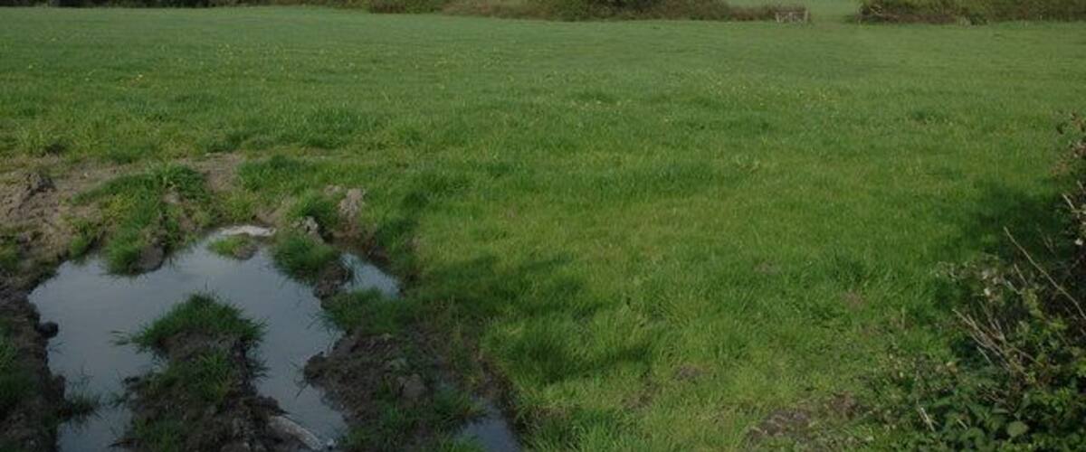 A grassy field with a small pond and trees in the background.