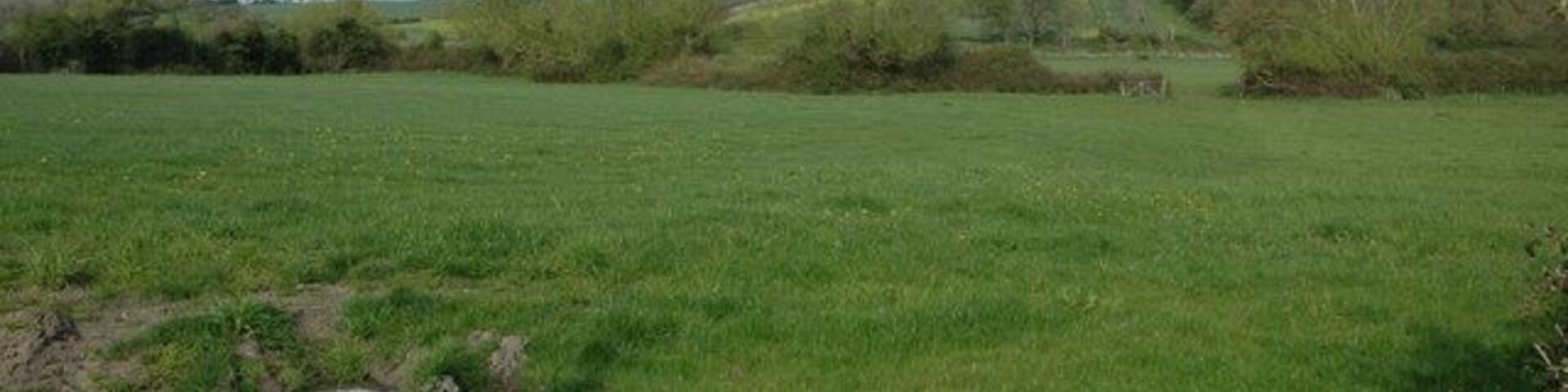 A grassy field with a small pond and trees in the background.