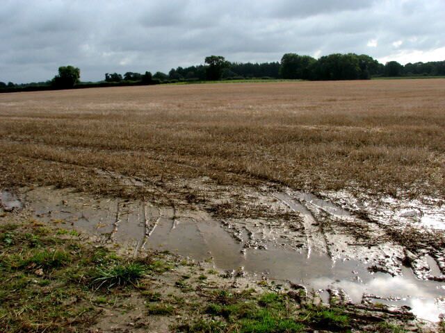 View towards Horse Ponds Wood