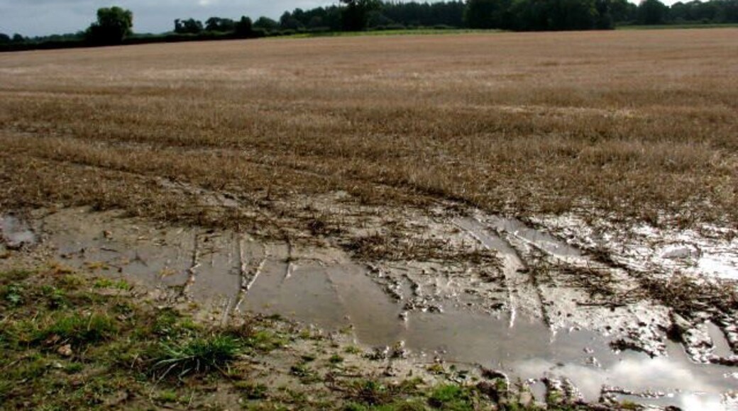 View towards Horse Ponds Wood