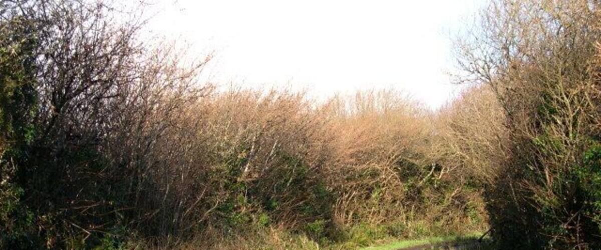 A narrow rural road winding through dense shrubbery.