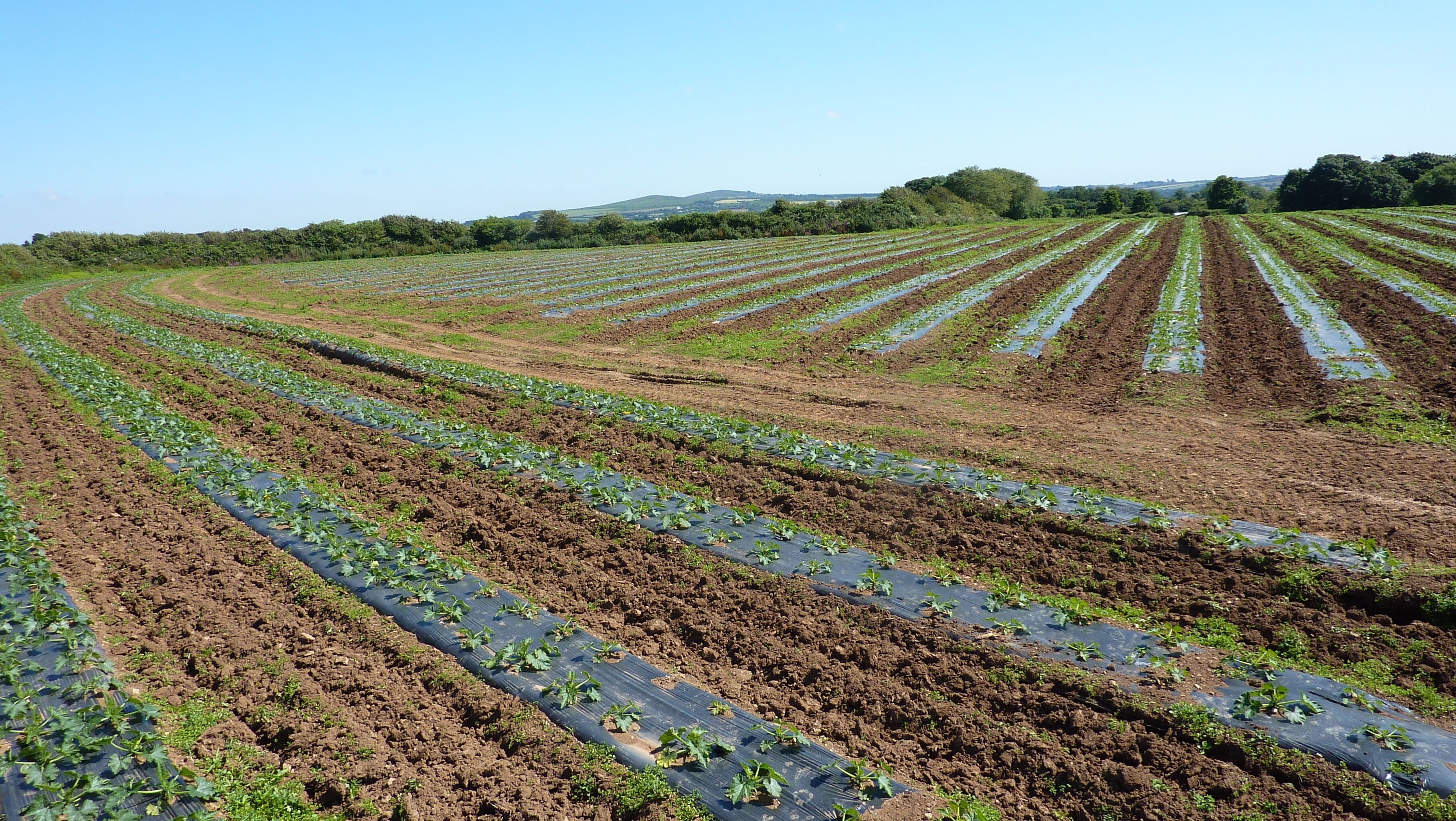 Courgettes , Godolphin & Tregonning Hill.