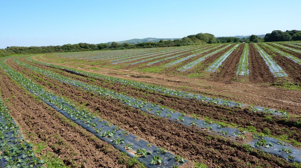 Courgettes , Godolphin & Tregonning Hill.